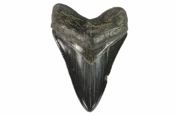 Serrated, Fossil Megalodon Tooth - South Carolina #129446